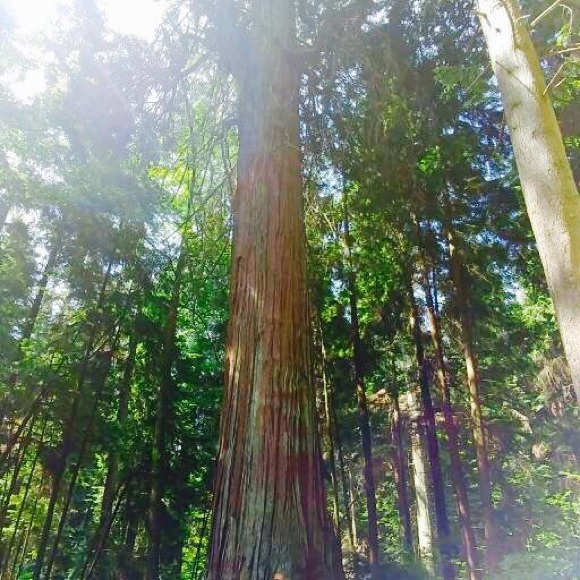 Meet your Posher, Lavina - Picture 1 of 1